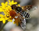 Thyridanthrax andrewsi