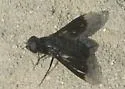 Thyridanthrax atratus