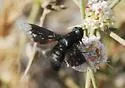 Thyridanthrax atratus - photo 2