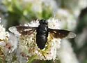 Thyridanthrax atratus - photo 3