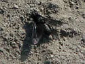 Thyridanthrax atratus - photo 4