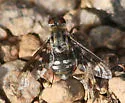 Thyridanthrax fenestratoides - photo 2