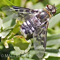 Thyridanthrax fenestratoides - photo 3