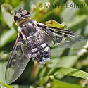 Thyridanthrax fenestratoides - photo 4