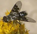 Thyridanthrax fenestratoides - photo 5