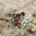 Thyridanthrax luminis