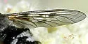 Thyridanthrax luminis - photo 3