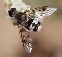 Thyridanthrax luminis - photo 4