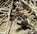 Thyridanthrax nugator