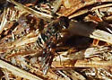 Thyridanthrax nugator - photo 4