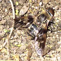 Thyridanthrax nugator - photo 5