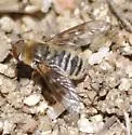 Thyridanthrax pallidus - photo 2