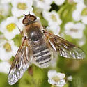 Thyridanthrax pallidus - photo 3