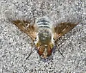 Thyridanthrax pallidus - photo 4