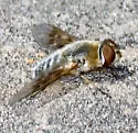 Thyridanthrax pallidus - photo 5