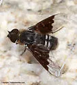 Thyridanthrax selene