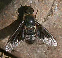 Thyridanthrax selene - photo 2