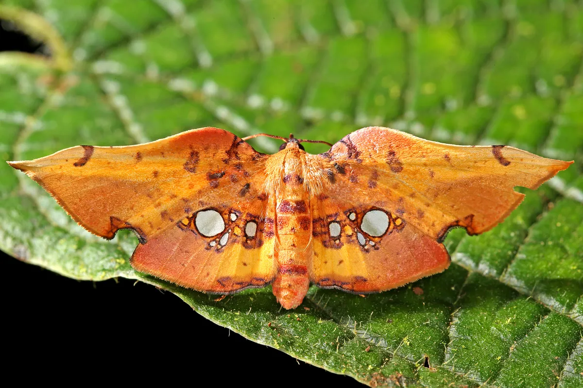 Window-winged Moths - photo 3