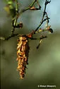 Creosote Bush Bagworm - Hodges#0455
