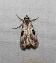 Thyridopyralis gallaerandialis - Hodges#5628 - photo 2