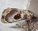 Thyridopyralis gallaerandialis - Hodges#5628 - photo 4