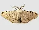 Thyrinteina arnobia - Hodges#6772 - Thyrinteina arnobia