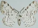 Thyrinteina arnobia - Hodges#6772 - photo 3