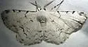 Thyrinteina arnobia - Hodges#6772 - photo 4