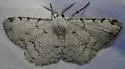 Thyrinteina arnobia - Hodges#6772 - photo 5