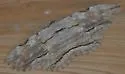 Owl Moth - Hodges#8647 - Thysania zenobia
