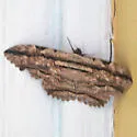 Owl Moth - Hodges#8647 - photo 3