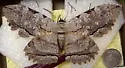 Owl Moth - Hodges#8647 - photo 4