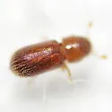 Thysanoes fimbricornis - photo 3