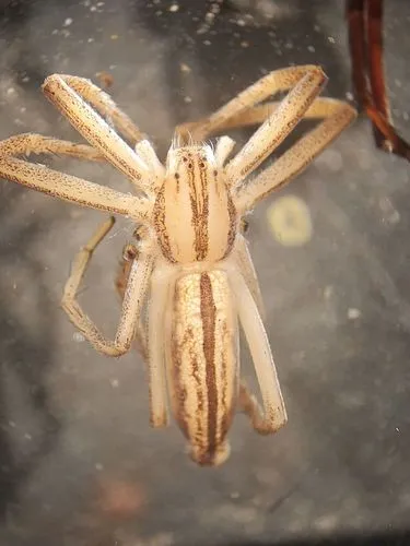 Tibellus asiaticus - photo 4