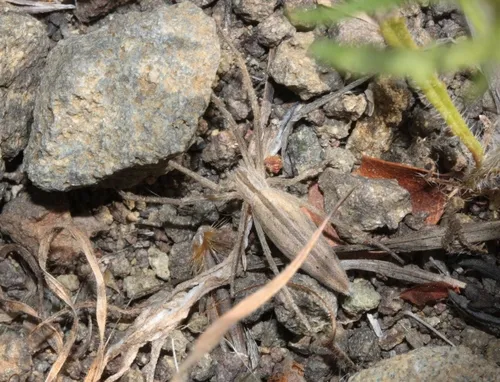 Tibellus chamberlini