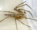 Tibellus duttoni