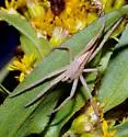 Tibellus maritimus - photo 2