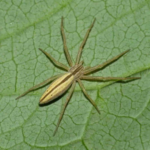 Tibellus oblongus