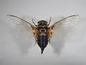 Tibicinoides boweni