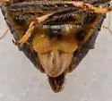 Tibicinoides boweni - photo 4