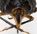 Tibicinoides boweni - photo 5