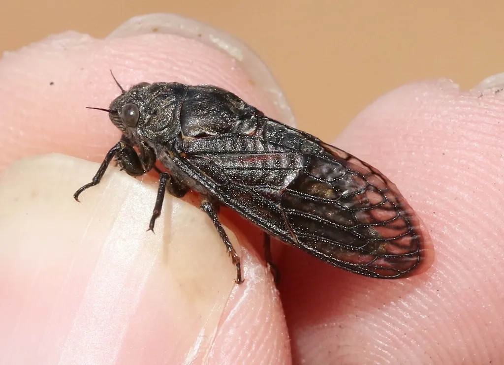 Tibicinoides cupreosparsa - photo 2