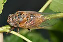 Tibicinoides hesperia