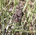 Tibicinoides hesperia - photo 2