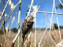 Tibicinoides mercedita
