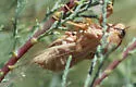Tibicinoides pallidula