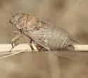 Tibicinoides pallidula - photo 2