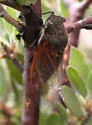Tibicinoides rubrovenosa