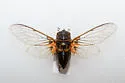 Tibicinoides simulata - photo 4
