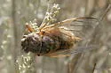 Tibicinoides striatipes - photo 2
